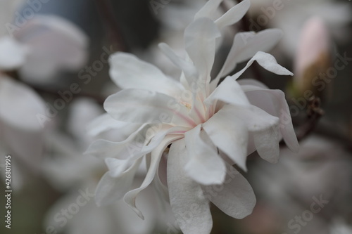 Fototapeta Naklejka Na Ścianę i Meble -  Closeup of white Magnolia flower in Spring season.