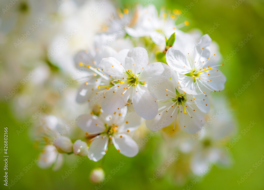 Obraz premium White flowers on a fruit tree on nature