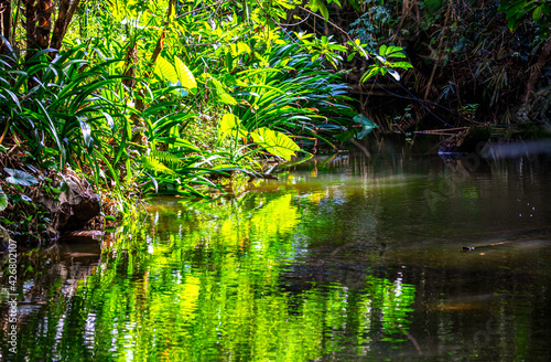 Green plants near the surface of the water on a pond