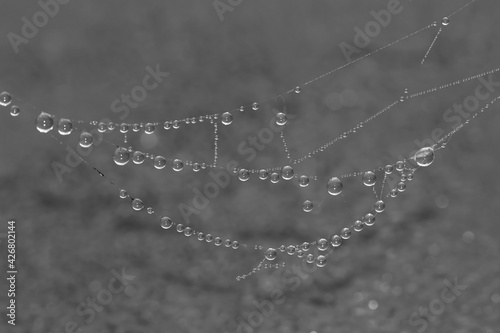 Amazing natural garland of small drops of water on a cobweb, black and white abstraction obesity from transparent drops of water