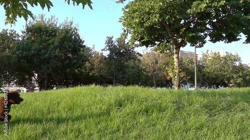 Brown Spanish Water Dog on green grass outdoor