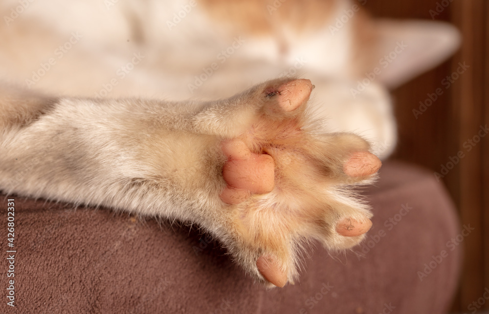 The paw of the cat. The paw of the cat.