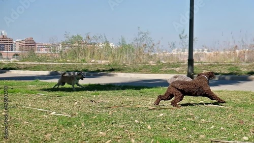 dogs running together in a pack playing exercising
