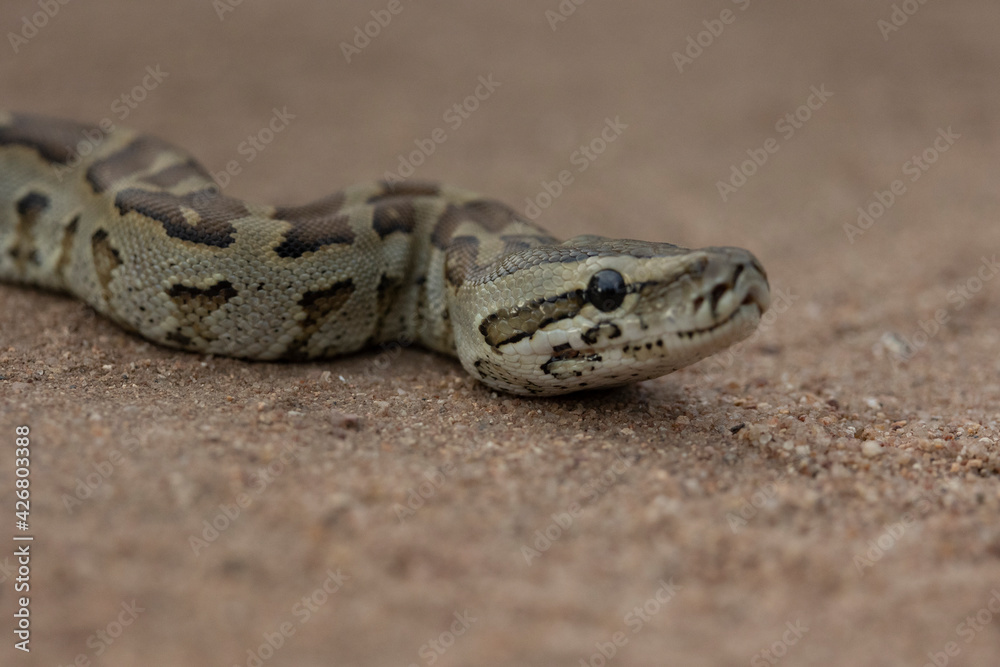 African rock python close up African rock python close up
