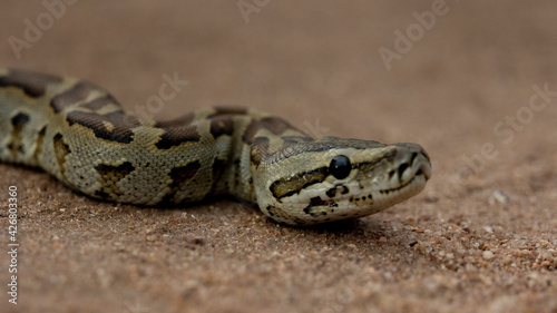 African rock python close up