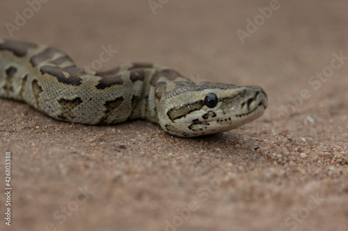 African rock python close up
