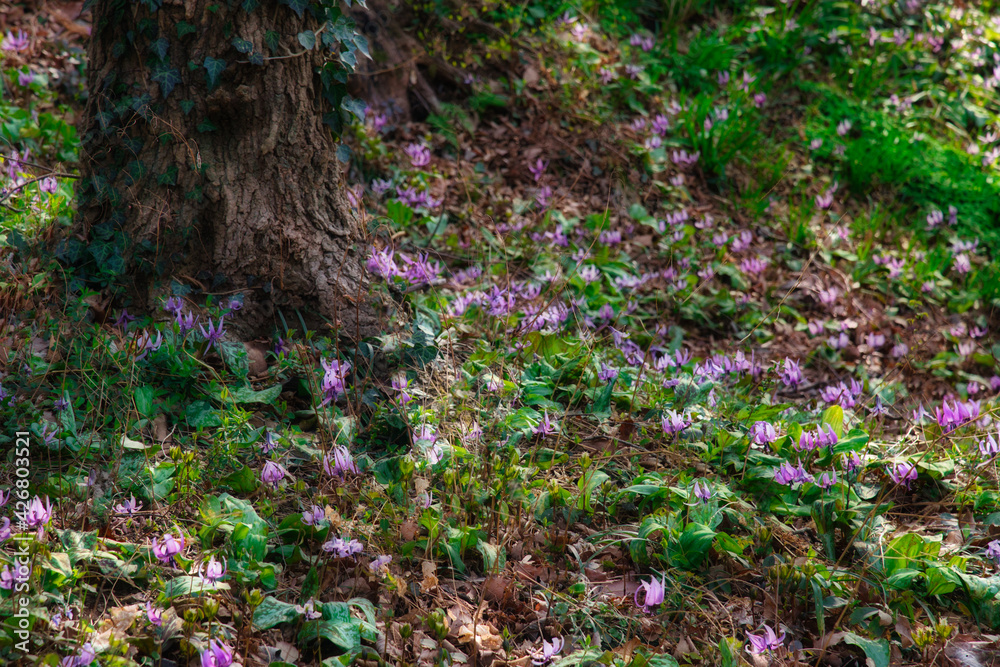 Obraz premium 春の柔らかな日差しを受けて輝く、カタクリの花の群生