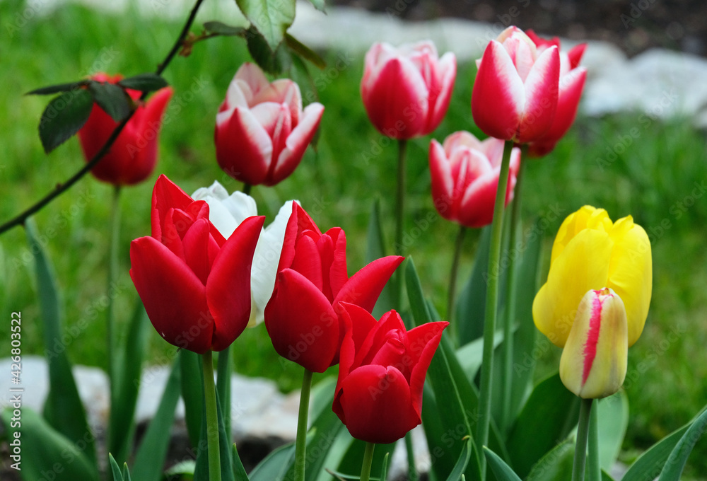 Multicolored tulips in the park