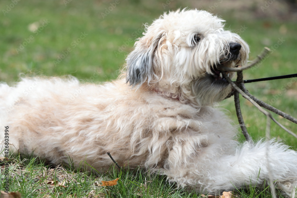 A soft Coated Wheaten Terrier