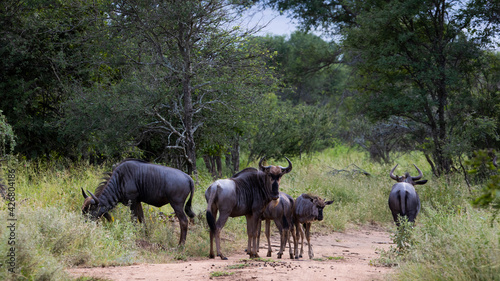 Blue wildebeest in the road