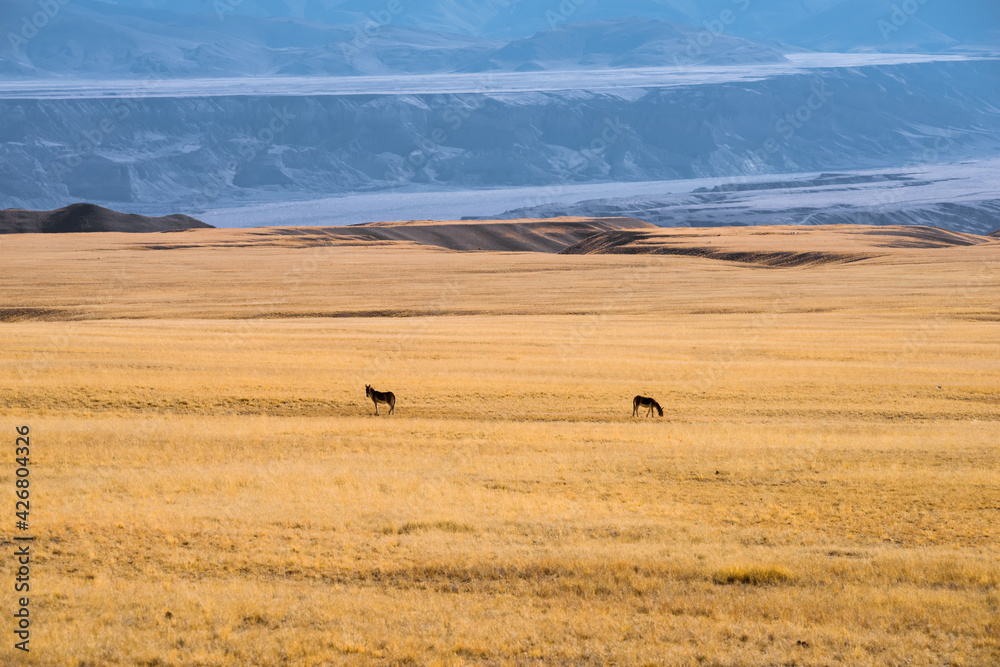 Wild burros in the Ali region of Tibet