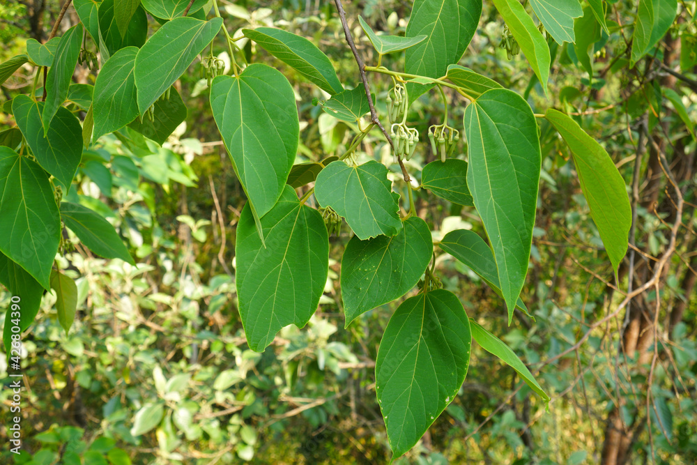 Alangium kurzii Craib leaves on nature. Alangium kurzii is a tree in ...