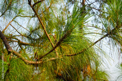 pinus merkusii on nature. Outdoor ornamental, wood is used in construction and interior furniture.