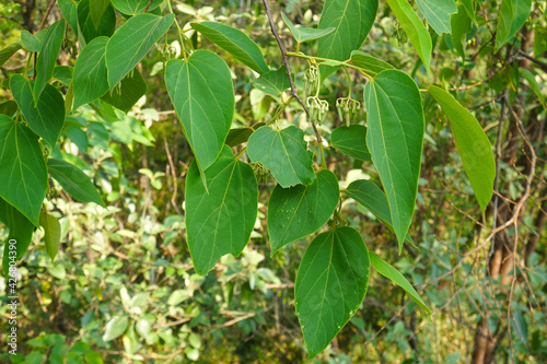 Alangium kurzii Craib leaves on nature. Alangium kurzii is a tree in the family Cornaceae. photo