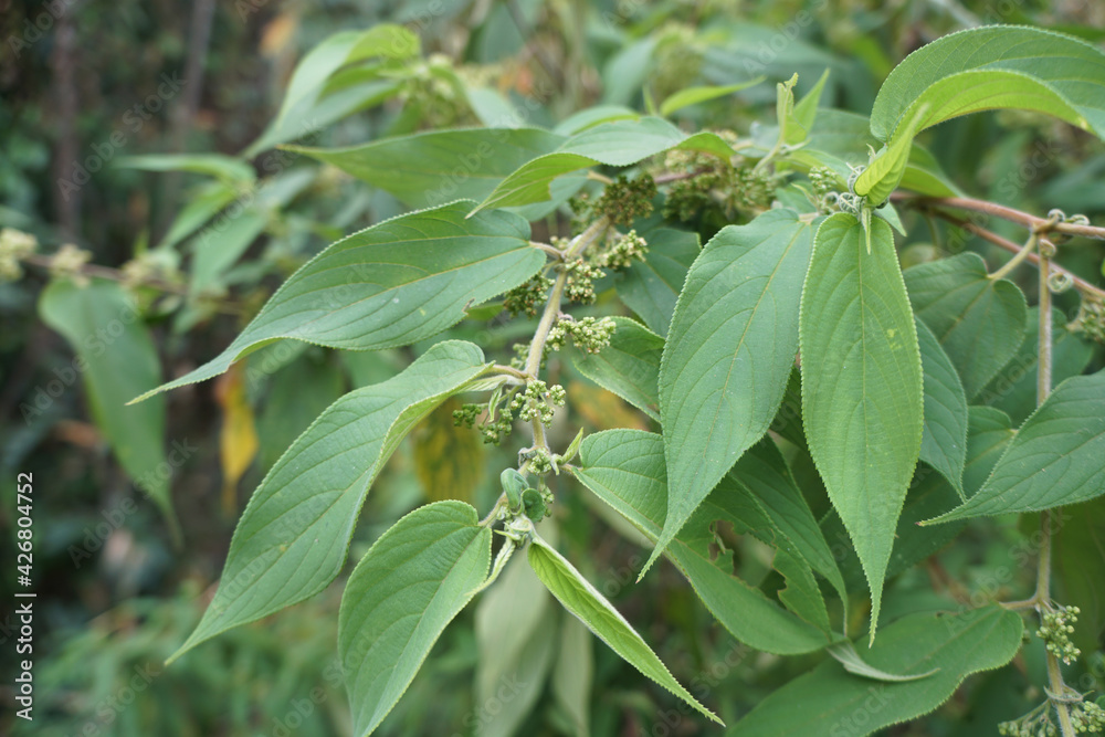 Green Trema orientalis (L.) Blume, Celtis commersonii Brongn., C. discolor Brongn., C. glomerata Hochst. on nature, Medicinal plants, Benefit from the forest. Green Trema orientalis (L.) Blume, Celtis commersonii Brongn., C. discolor Brongn., C. glomerata Hochst. on nature, Medicinal plants, Benefit from the forest.