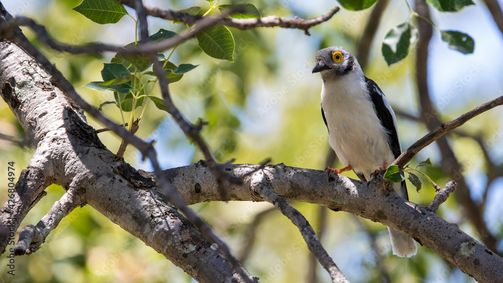 Fototapeta premium A white crested helmet shrike