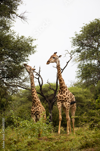 Canvas Print Towering giraffes in the wild