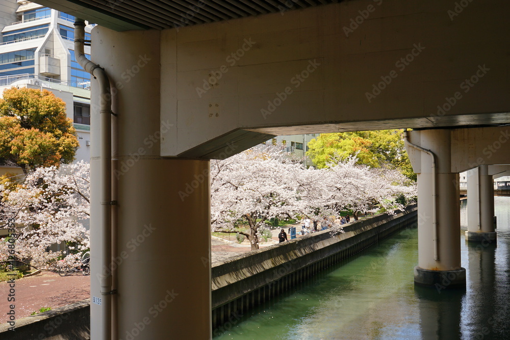 Cherry Blossoms, Sakura, under the bride in Osaka prefecture, Japan - 日本 大阪 本町 高架下の桜並木 川沿い 