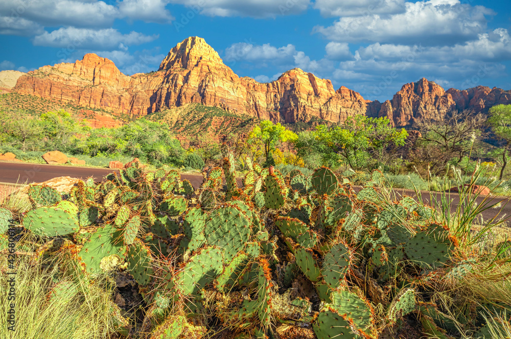 Cholla cactus along a road in Zion National Park, Utah, USA.