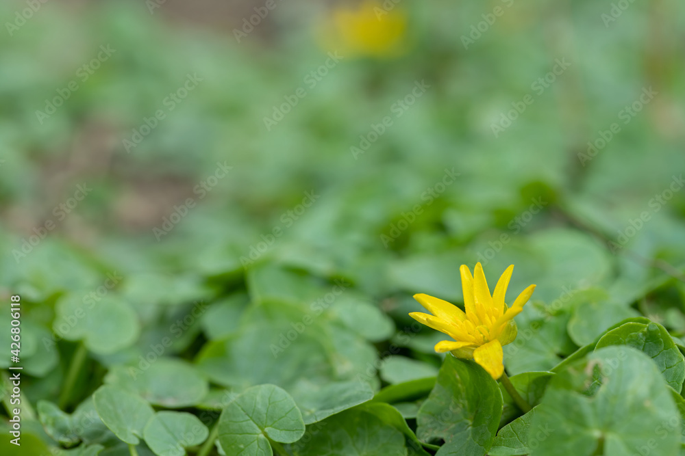 Plant carpet of lesser celandine (Ficaria verna). The plant is listed as a noxious weed. Plant carpet of lesser celandine (Ficaria verna). The plant is listed as a noxious weed.