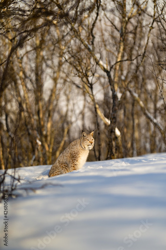 Lynx looking away while sitting on snow in nature