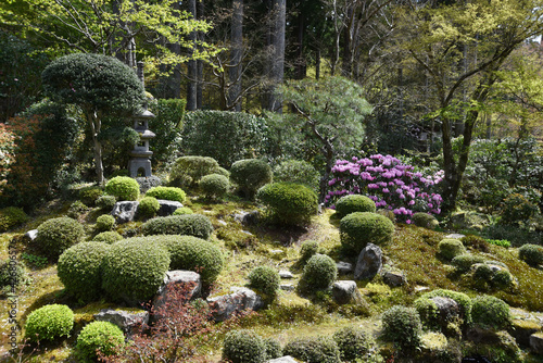 春の三千院　庭園　京都市大原 photo