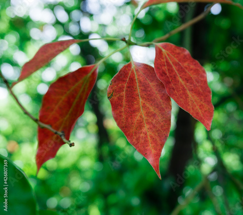 A close up shot of camphor laurel leaves which turned red. Cinnamomum camphora is a species of evergreen tree that is commonly known under the names camphor tree, camphorwood or camphor laurel. photo