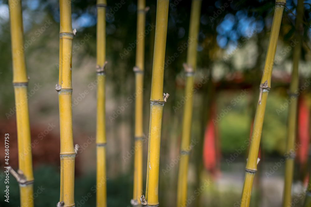Bamboo garden sustainably growing in authentic Asian garden Bamboo garden sustainably growing in authentic Asian garden