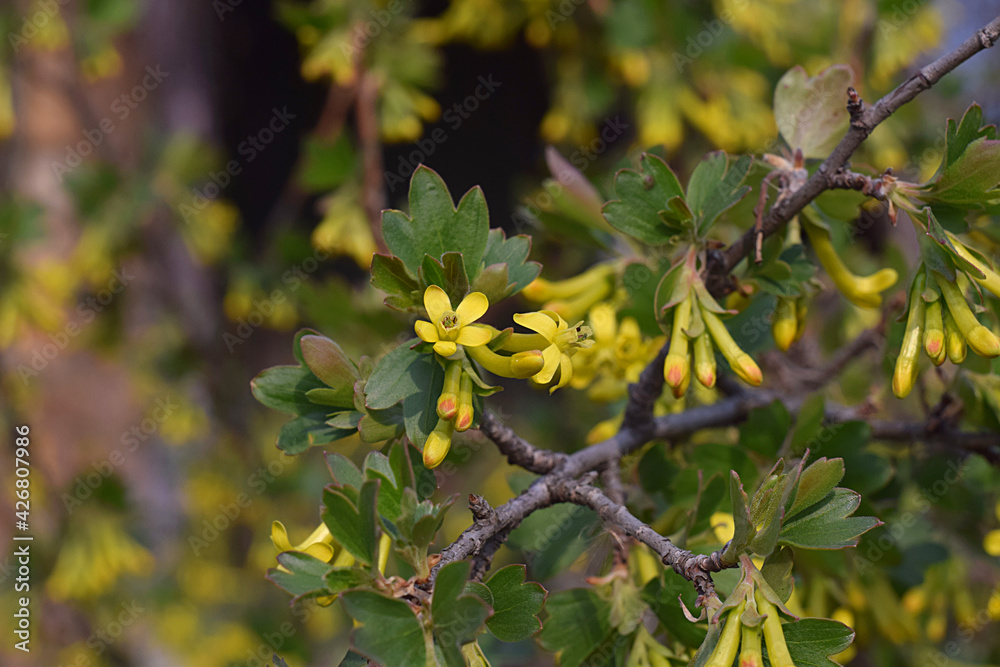 Blooming golden currant in the garden. Blooming golden currant in the garden.