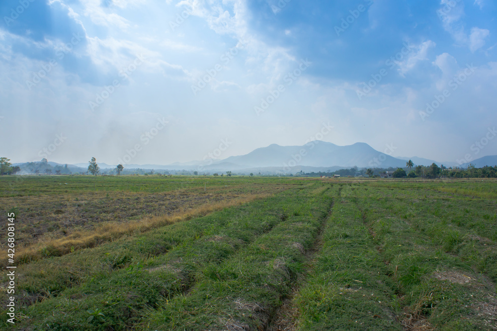 Rice field green grass blue sky cloud cloudy landscape background