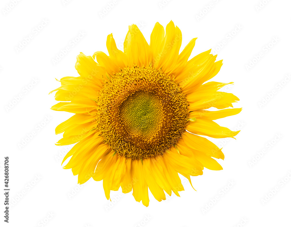 Fototapeta premium Yellow sunflower isolated on white background,clipping path