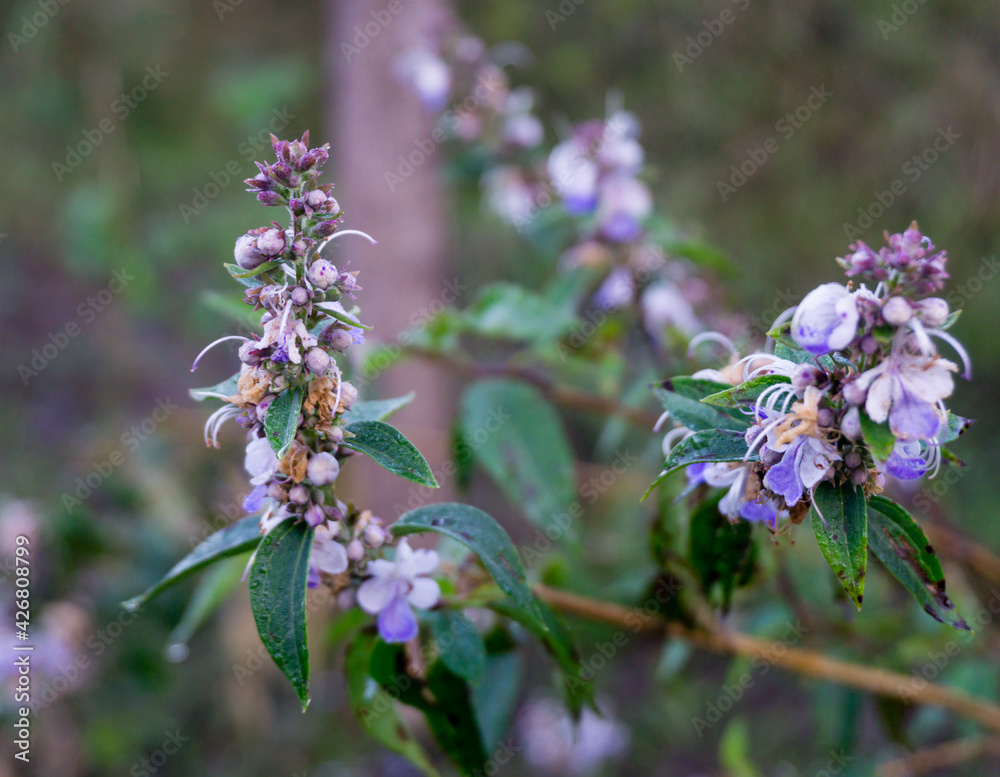Foto Stock Vitex agnuscastus, also called vitex, chaste tree (or