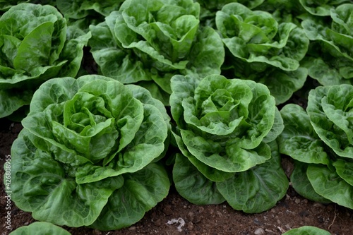 Some lettuces in the organic garden
