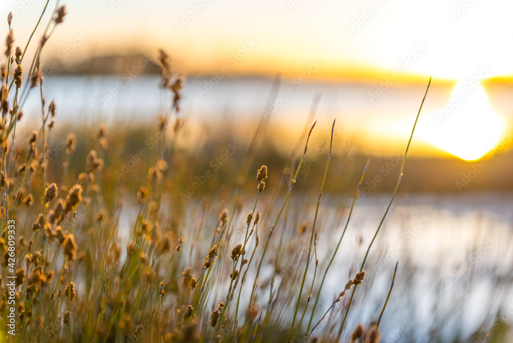Wonderful golden rays at sunset lighting up reed grass on the edge of a beautiful lake Wonderful golden rays at sunset lighting up reed grass on the edge of a beautiful lake
