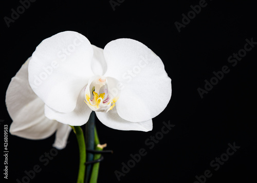 Fototapeta Naklejka Na Ścianę i Meble -  Fleur d'orchidée blanche - White orchid flower