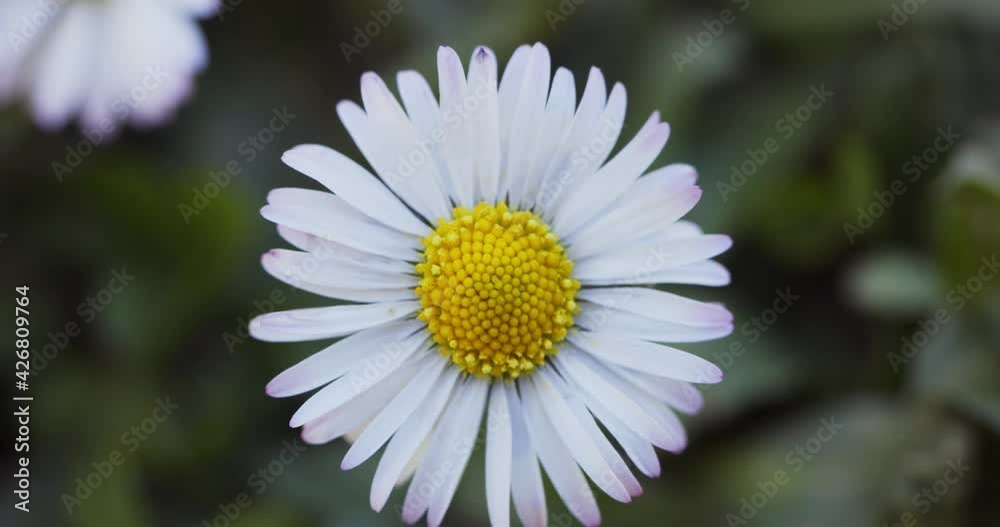 Common daisy (Bellis perennis) on the meadow Common daisy (Bellis perennis) on the meadow