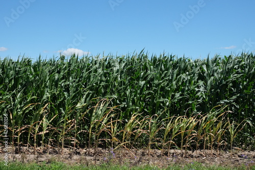 Corn plantation under a clear blue sky on a sunny day. Agricultural landscape.