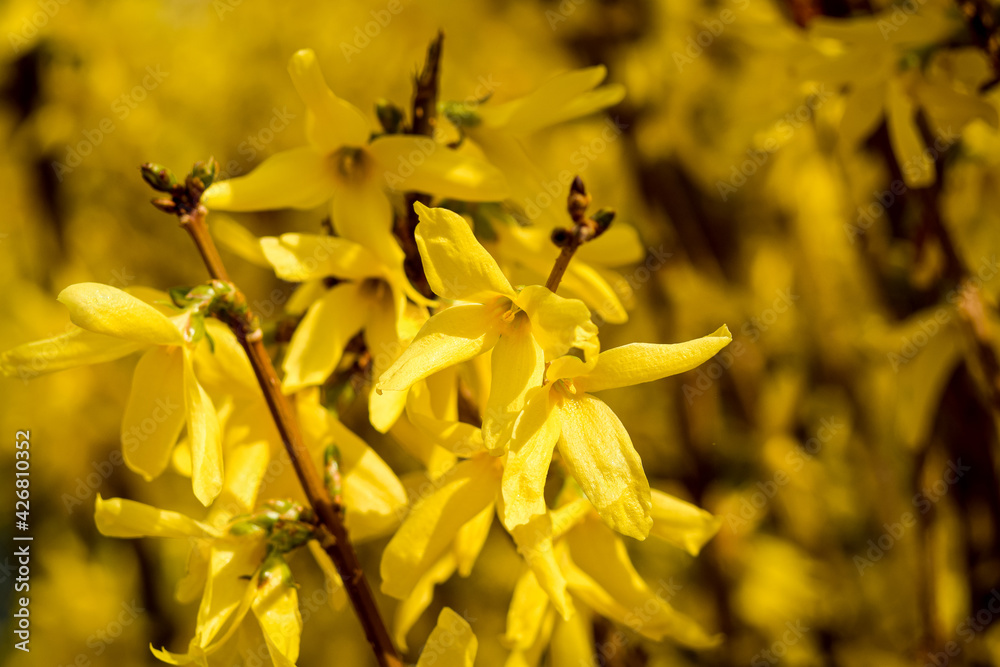 Fototapeta premium yellow flowers