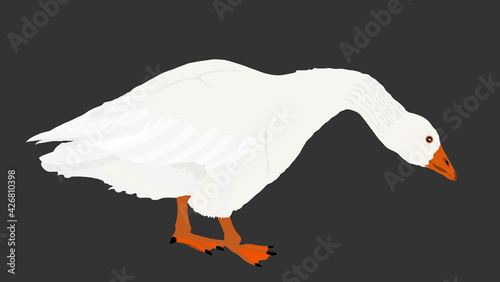 Goose vector illustration isolated on black background. White goose (Anser anser domesticus) isolated on a white background. Water bird. Domestic animal. Gander symbol.
