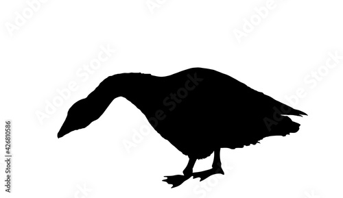 Goose vector silhouette illustration isolated on white background. Anser anser domesticus isolated on a white background. Water bird. Domestic animal. Gander symbol.