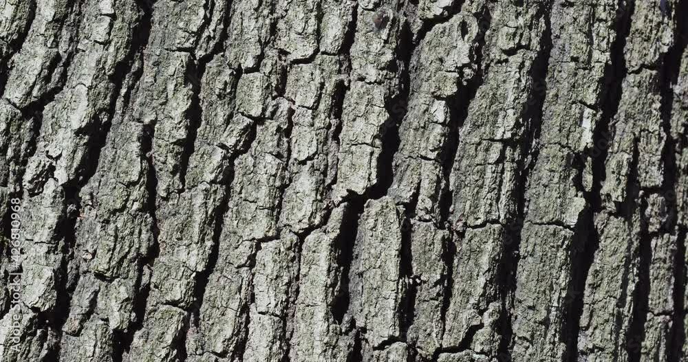 The bark of Quercus petraea, commonly known as the sessile oak, Cornish oak, Irish Oak or durmast oak The bark of Quercus petraea, commonly known as the sessile oak, Cornish oak, Irish Oak or durmast oak