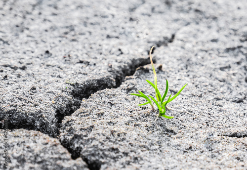 Macro shot of earliest braird on eroded land. Ecology concept. Rising sprout on dry ground. Green plant growing from cracked earth. New life. Concept of global warming.