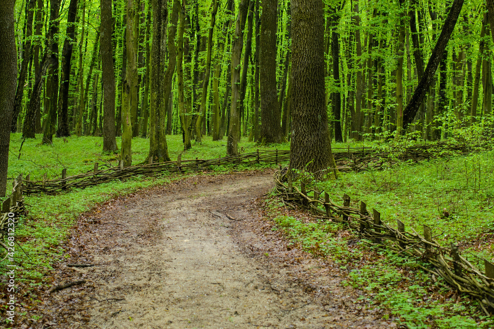 Obraz premium forest trail