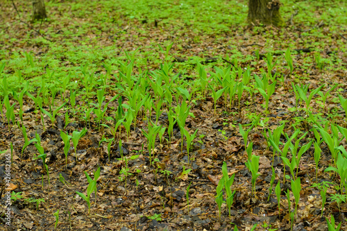 lily of the valley in the woods