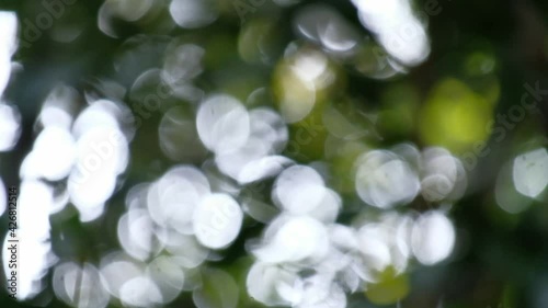 white bokeh background on forest