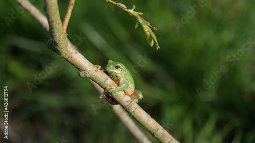 Rana arborea sujeta en la rama de un arbusto.