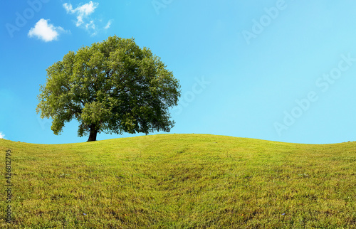 tree one isolated spring green grass lawn sky clouds in spring  for