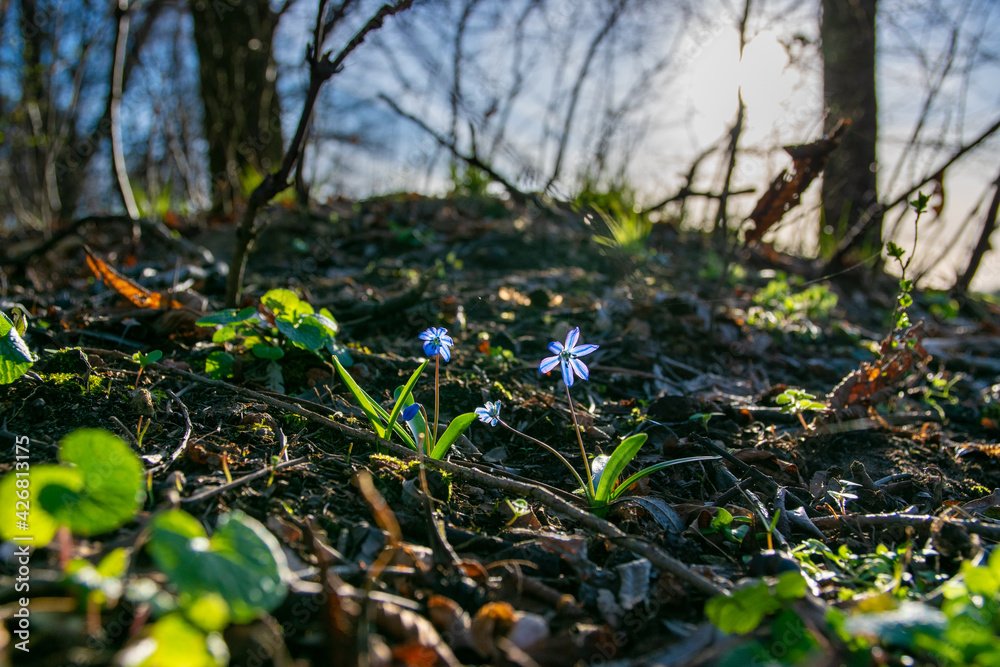 Obraz premium spring in the forest