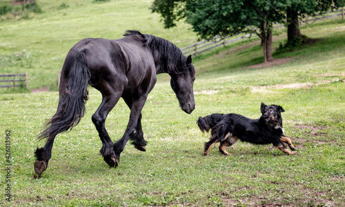 Black friesian young colt playing with best friend black dog. Rural animal stories.