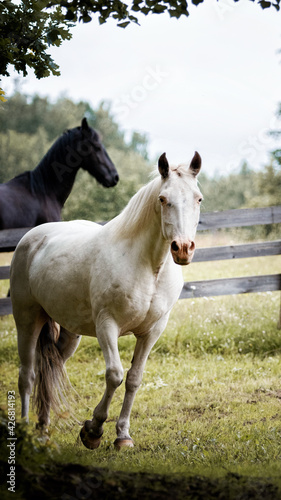 Few spot leopard color knabstrupper mare runing in the green grass pasture in summer.